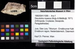 Foto (Objket + Etiketten) von Discutiolira moesica (Muţiu & Bădăluţă, 1971) 